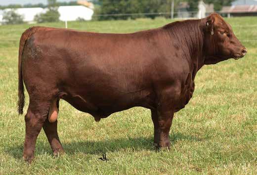 FALL YEARLING BULLS LOT 17 LOT 16 16 VGW JUSTICE 614 FRITZ JUSTICE 8013 FRITZ CHRIS 6047 LACY SUMMIT 9110 LACY SUNFLOWER 9110 124 LACY LAKOTA 7147 LACY JUSTICE 041D 17 LACY JUSTICE 100D DOB: 8/26/16