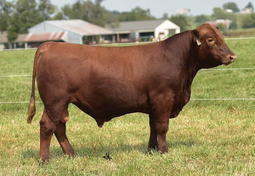 FALL YEARLING BULLS LOT 24 - LACY PERFORMER 459 086D His picture doesn t do him just but Performer will be easy to find come sale day! He is one impressive son-of-a-gun. Dark red, heavy muscled.