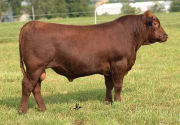 04 This Mission Statement son is long bodied, smooth made, and thick ended to boot! He is sound footed, great structured, and built to last! He is Top Dollar Angus Eligible!