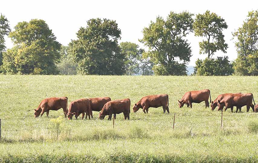 Fellow Red Angus Enthusiasts, Welcome to the 2nd Annual Lacy s Red Angus production sale!