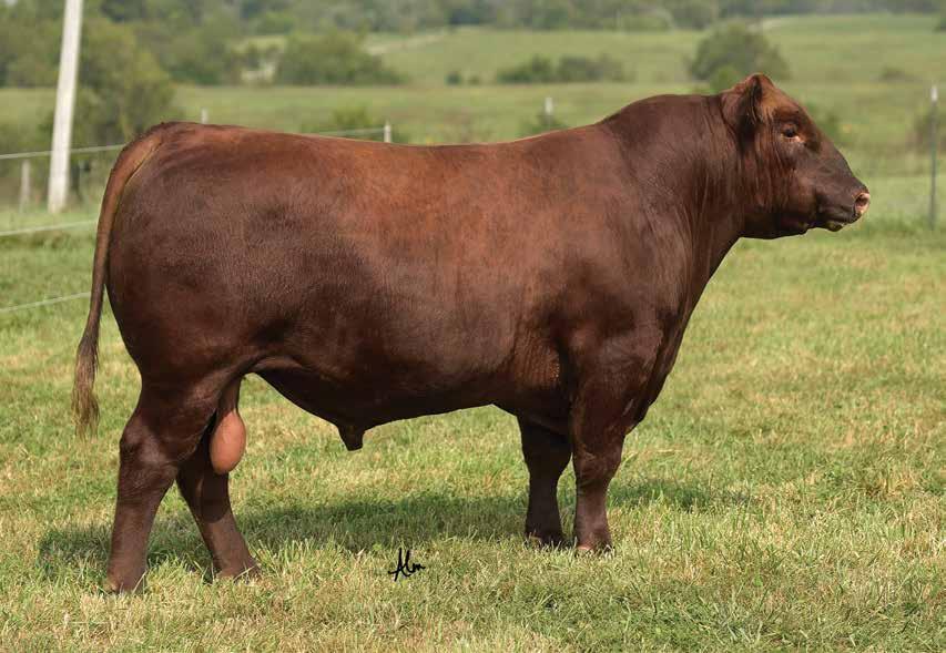 LOT 1 - LACY 1776 002D If you ve been looking for a big, stout Independence son that has it all, meet 1776.