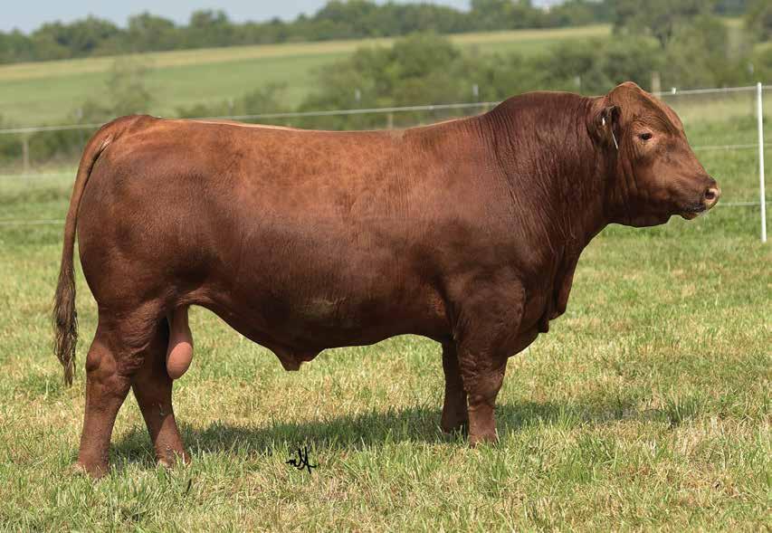 FEATURED COMING TWO-YEAR OLD HERD SIRES LOT 2 - LACY SAGA 006D Built like a tank, that best describes Saga 006D.