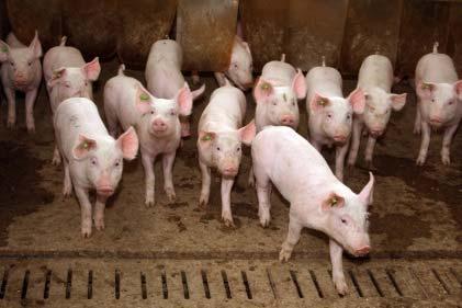 welfare Demand for monitoring programmes to identify zoonotic pathogens in pig herds