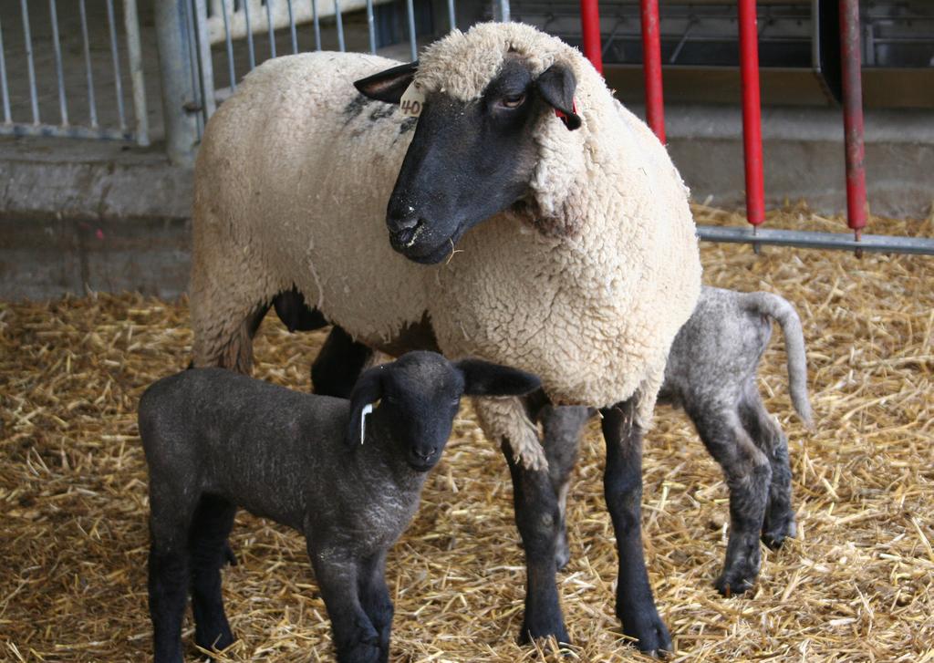 ASC-222 Sheep Breeding Heritability, EBVs, EPDs and the NSIP Debra K.