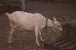Testing Incoming Animals Interstate regs CAE goat test numero uno Mastitis culture dairy animals Always include Mycoplasma spp.