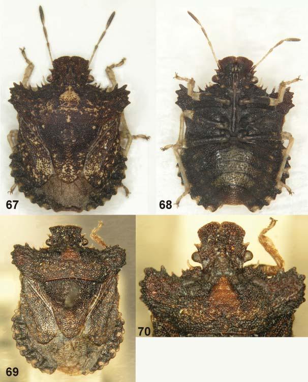 Acta Entomologica Musei Nationalis Pragae, 48(2), 2008 573 Figs. 67-70. Habitus of Triplatyx bilobatus Cachan, 1952.