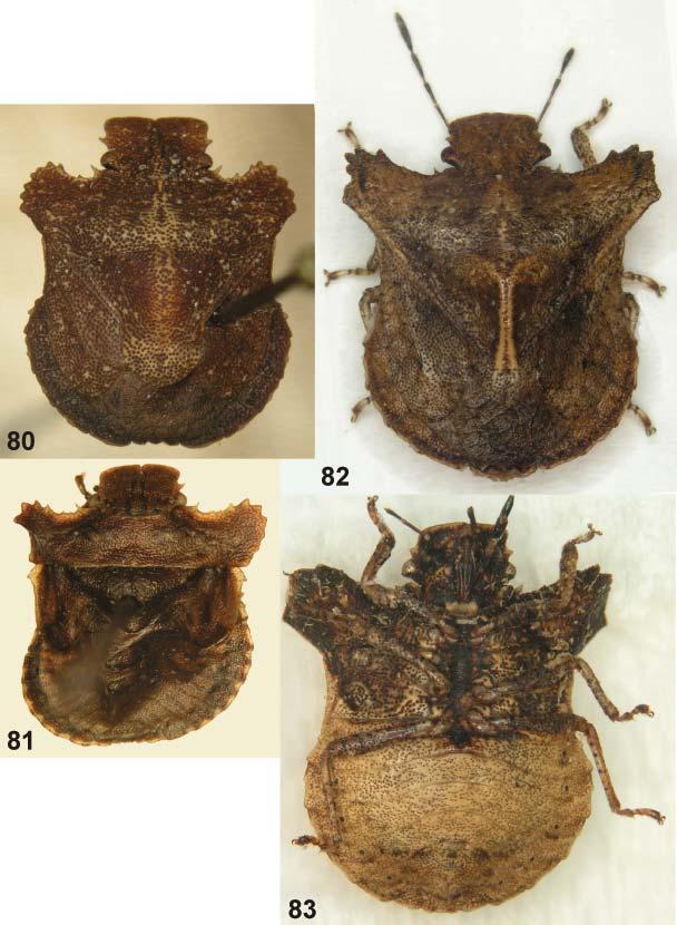 576 KMENT: A revision of the Madagascan genus Triplatyx (Pentatomidae) Figs. 80-83. Habitus of Triplatyx species. 80-81 T.