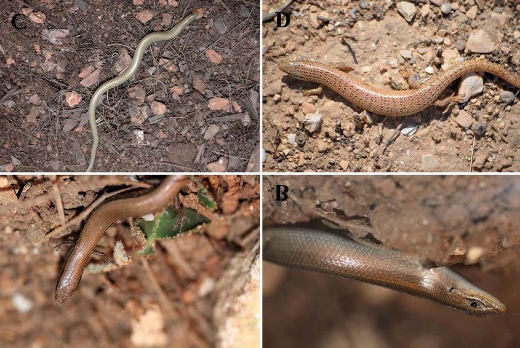 Some Records of Reptiles from the Palestinian Territories 265 Fig. 2. A, Ablepharus rueppellii; B, Trachylepis vittata; C, Chalcides guentheri; D, Chalcides ocellatus.