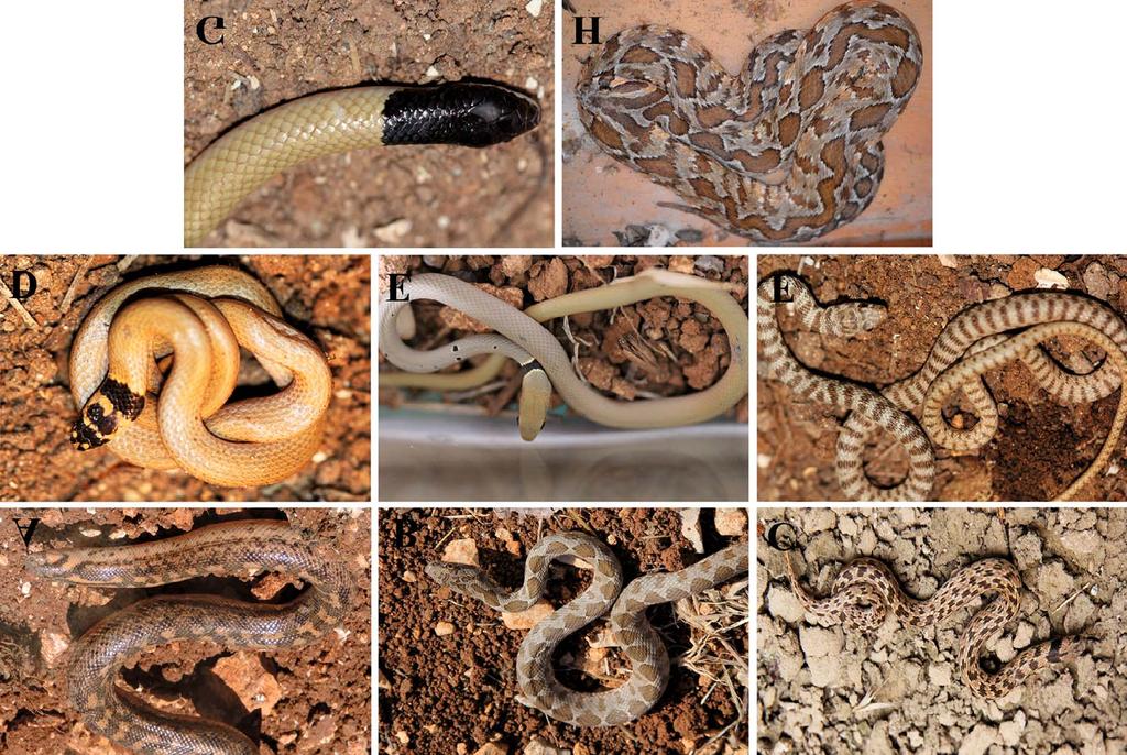 Some Records of Reptiles from the Palestinian Territories 267 Fig. 4.