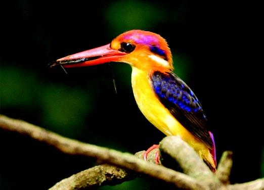 Niranjan Sant Oriental Dwarf Kingfisher: Female in diameter, which ends in a wider egg chamber in a vertical earthen bank, or in a land cutting near a small nullah (Ali & Ripley 2001).
