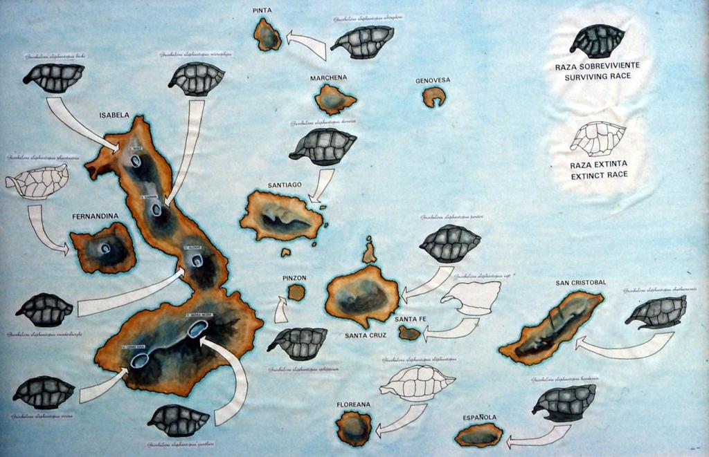 Map of Galapagos including shell types