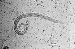 Tapeworm (Moniezia) Whipworm (Trichuris) Threadworm (Strongyloides) As an example, results from 4 month old lambs Recognize that if one sheep infected with parasites below, they are all exposed ns
