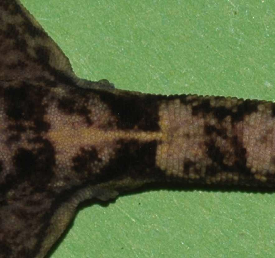 3 to 3/4 as wide as dark ones. Ventrally tail is lightly orange coloured. Throat is whitish to yellowish. Mouth interior colour was not checked. Colour of holotype in preservative.