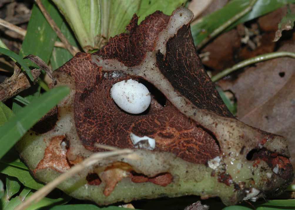 FIGURE 6. Inside of an opened myrmecophilous plant showing one of both adhesive eggs deposited there by a gravid female (Penaoru Forest, Espiritu Santo) in communal egg laying sites. Distribution.