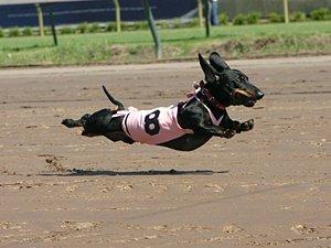 There will also be a couple of "Wild Card" slots granted into the finals for dogs that finish a close second (determined by Racing Officials). A total of 12 dogs will compete in the Championship heat.