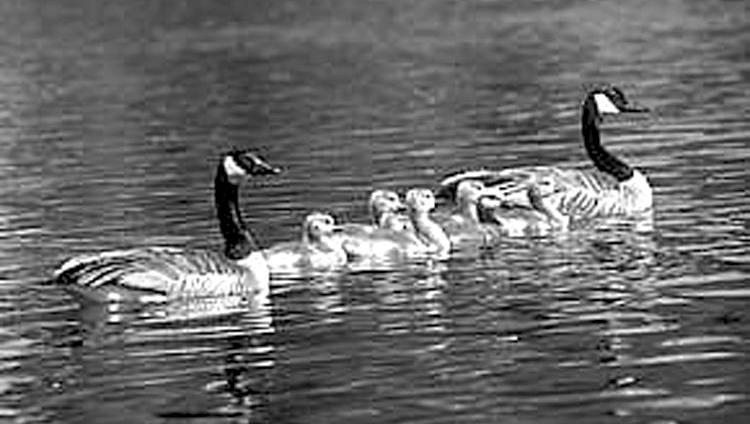 Although pairs of geese may nest within 10 feet of each other, they tend to stay in areas with low nest concentration.