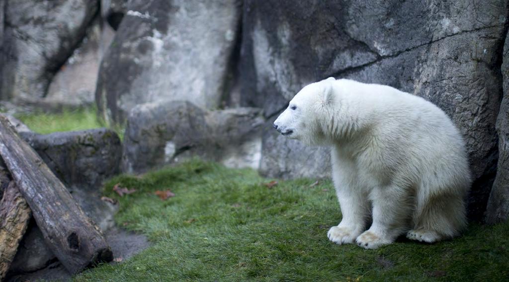 But just as they started to get to know each other, Tasul died. n the wild, most polar bears live about 18 years.