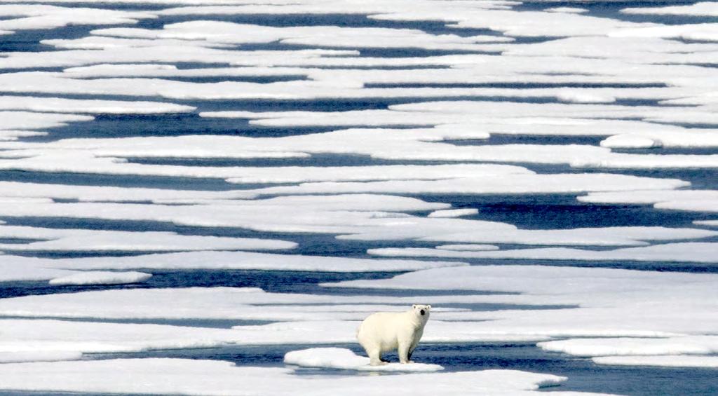 ost humans will never get a chance to see a polar bear in the rctic where they re from. t s too cold for people, and bears are wild, strong and dangerous.
