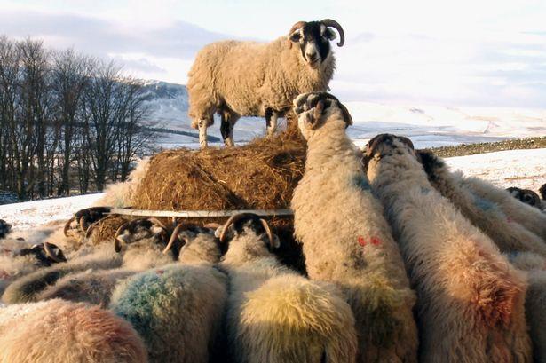 o 11:54, 20 February 2015 Review: Documentary feature film Addicted to Sheep PININ BY DAVIDWHETSTNE A documentary about tenant sheep farmers in Upper Teesdale could be an unlikely hit at film