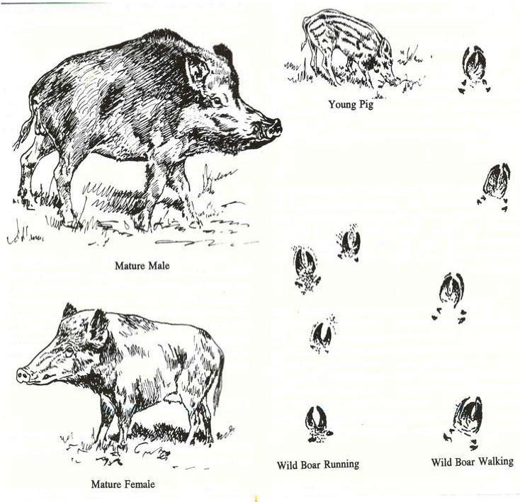 Male boar are larger, have rounder heads and most of their body mass in the forward area. Females are slightly smaller and are more rectangular shaped.
