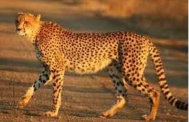 It lives in east and southwest Africa and it is like big cat. It has long, thin, muscular legs.