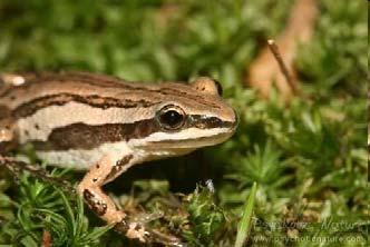 Forest Amphibians: Frogs Striped chorus frog