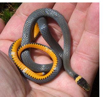 Forest Reptiles: Snakes