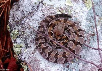 Crotalus horridus Forests with