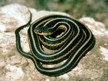 Basal Area: Snake Effect PA Snake Abundance (#/stand) Ross et al.