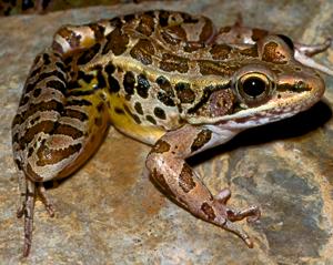 Forest Amphibians: Frogs