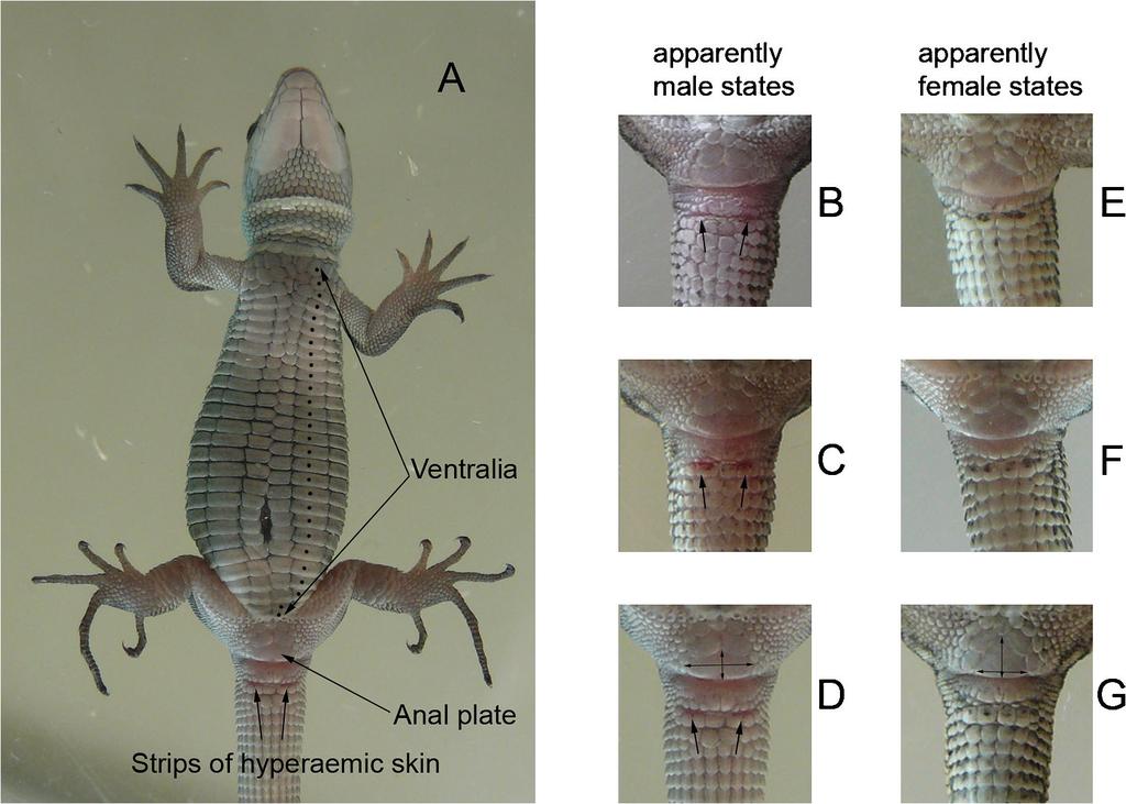 Sex identification of juvenile lizards 3 Figure 1. Ventral body surface of hatchling Lacerta agilis exigua and our study traits. See text for explanations.