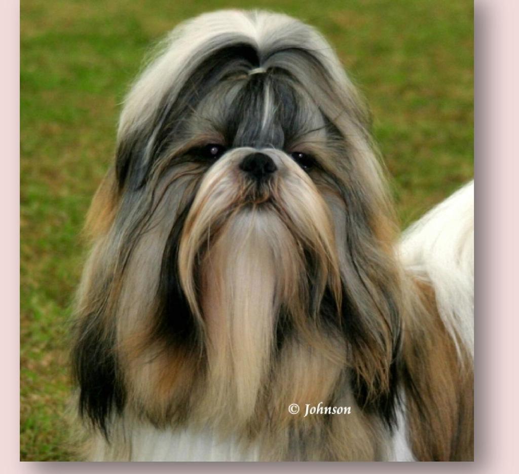 An Expert s Guide to the SHIH TZU By Juliette Cunliffe Published as an EBook 2011 Juliette Cunliffe