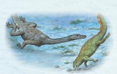 MARINE REPTILES The first big sea reptiles, in the Triassic, were placodonts and nothosaurs. Nothosaurus probably dived to catch PLESIOSAURS The Jurassic Period saw the emergence of the plesiosaurs.