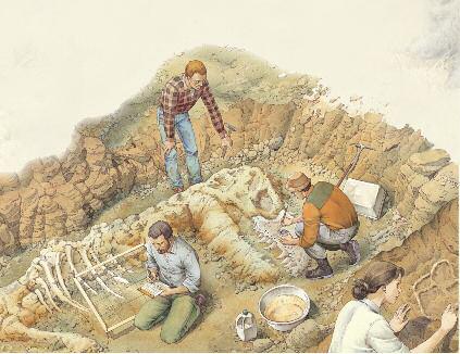 ON A DIG The place where fossils are found is known as the dig. Palaeontologists carry out the painstaking work of getting the fossils out of the ground.