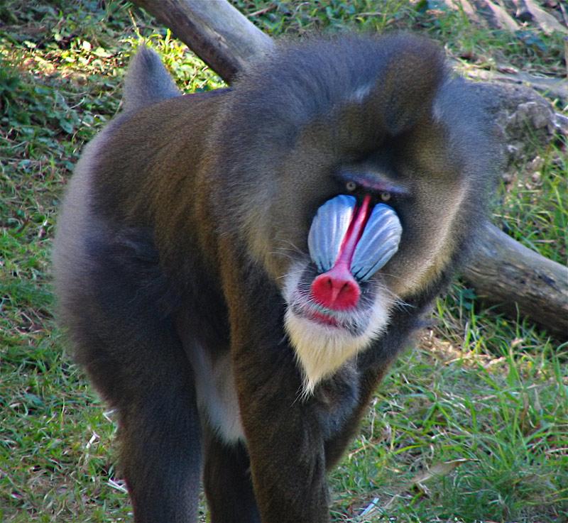 The Primates compiled by Dana Visalli A male Mandrill Primates arose from ancestors that lived in the trees of tropical forests; many primate characteristics represent adaptations to life in this