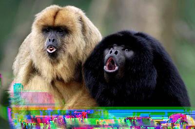 Night monkeys make a notably wide variety of vocal sounds, with up to eight categories of distinct calls Nancy Ma s Night Monkey (gruff grunts, resonant grunts, screams, low trills, moans, gulps,