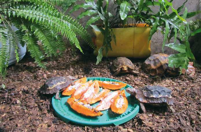 African Chelonian Institute: aims for conservation of turtles, tortoises and terrapins Fig. 10 Rescued Home s hingeback tortoises (Kinixys homeana) feeding at ACI breeding facility.