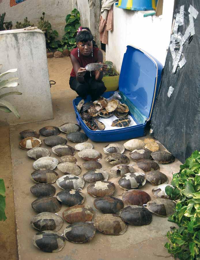 African Chelonian Institute: aims for conservation of turtles, tortoises and terrapins Fig.