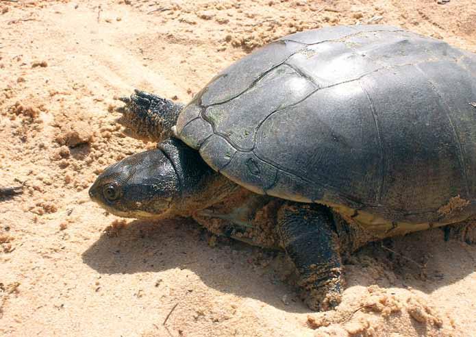 African Chelonian Institute: aims for conservation of