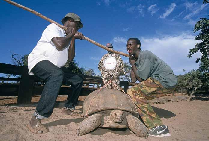 African Chelonian Institute: aims for conservation of turtles, tortoises and terrapins reduce threats in the turtles natural habitats and to re-introduce captivebred turtles in collaboration with