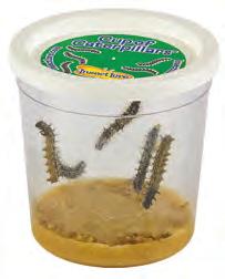 If your environment is hot and humid, your caterpillars will develop more quickly.