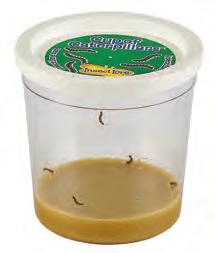 When they have finished growing, the caterpillars will climb to the top of the cup. Once there, they will hang from the paper disk in a j shape under the lid.