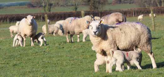 The opportunity to rent 30ha (80 acres) and buildings nearby, taking the farm to a total of 100ha (250 acres), led Chris to decide to more than double the 150 ewes his dad ran and to do so using