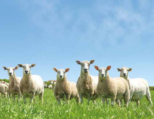 Healthier flock built on the back of concerted lameness control With a firm focus on buying replacements with a high health status, Roddy Marshall has managed to build up sheep numbers within his