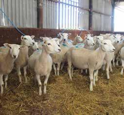 Limited by the productivity of the land at Rempstone Farm, a tenanted unit on the Isle of Purbeck, they want to maximise output from the livestock they can run.