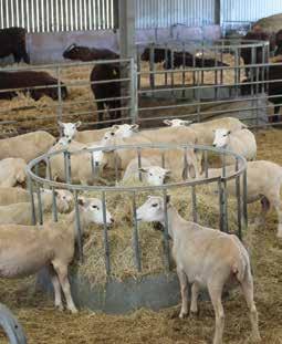 In 2015 some were ready as early as June and around 20% before weaning in August; all bar 40 (mostly out of ewe lambs) had gone before Christmas.
