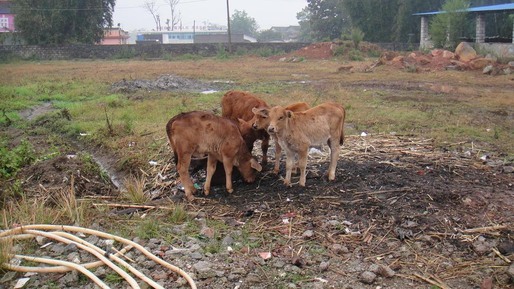 Case study 1: Brucellosis and Toxoplasmose in Yunnan Final reflections: - finally one of the best and highly