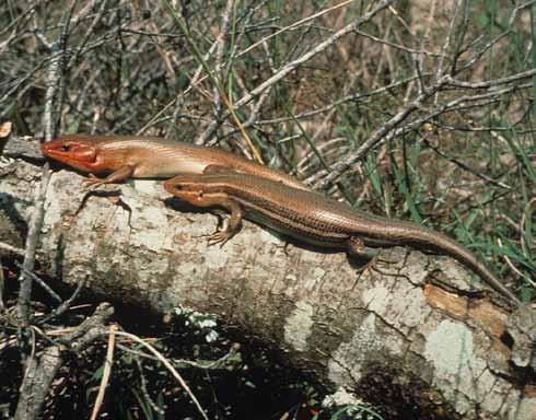 Threats to lizards include habitat loss and fragmentation, invasive species, predation,