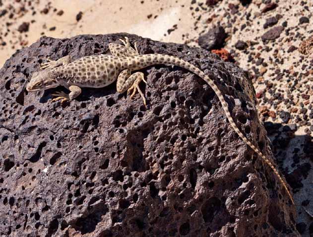 Seven Small Ways YOU Can Help Lizards 1. Provide lizard-friendly habitats in your backyard or elsewhere to help keep common species common 2. Focus special attention on rare species 3.