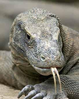 What are Lizards? Lizards are reptiles. They are: 1) vertebrates, having a backbone like fish, amphibians, birds, and mammals; and 2) ectothermic, deriving their body heat from the outside world.